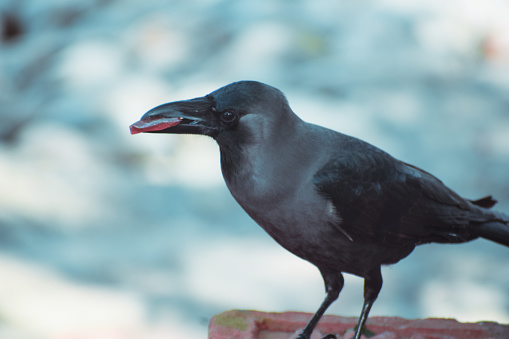 Crow Have Food In Sharp Beak Stock Photo - Download Image Now - Animal,  Animal Body Part, Animal Head - iStock