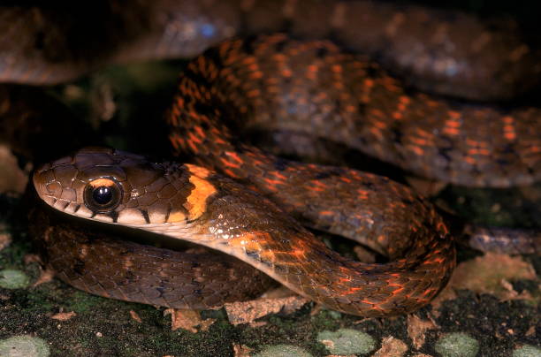 himalayan keelback rhabdophis himalayanus. cierreden la cabeza y el cuello. adulto del distrito de changlang, arunachal pradesh, india. - 3690 fotografías e imágenes de stock