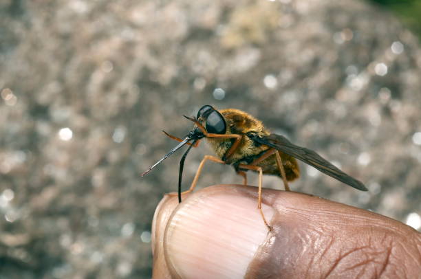 istock Biting fly Pangonia longirostris, Uttaranchal, India. 1164867181