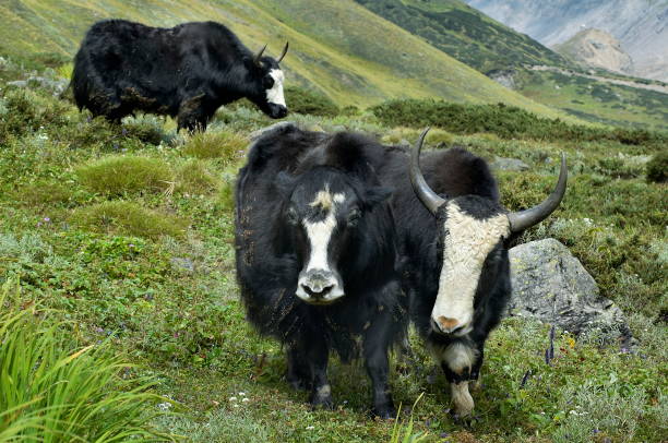 istock Yaks HORIZONTAL, Uttaranchal, India. 1164867732