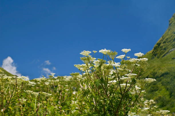 istock Mountain flowers HORIZONTAL, Uttaranchal, India. 1164867765