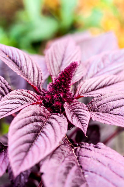 close up vermelho novo do inflorescência do amaranto (amaranthus cruentus) - amaranthus cruentus - fotografias e filmes do acervo