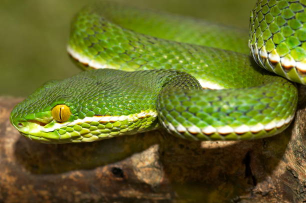 istock Himalayan White-lipped Pit Viper Cryptelytrops (Trimeresurus) septentrionalis CLOSE UP LATERAL HEAD; MALE, Uttaranchal, India. 1164867799