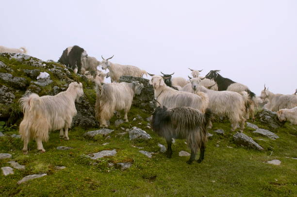 istock Goats in alpine meadow, Uttaranchal, India. 1164867803