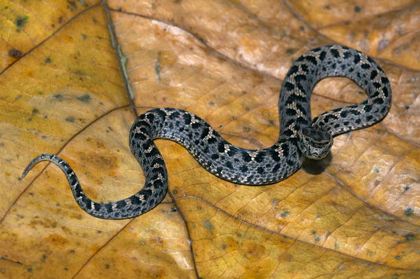 istock Himalayan Pit Viper Gloydius himalayanus JUVENILE, Uttaranchal, India. 1164867821