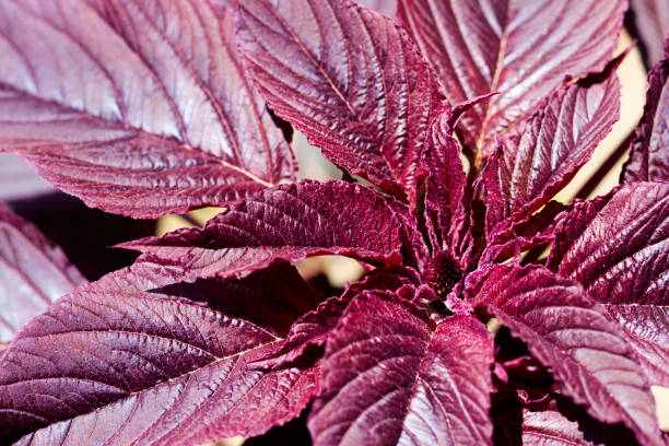 close up vermelho do inflorescência do amaranto (cruentus do amaranthus) - amaranthus cruentus - fotografias e filmes do acervo