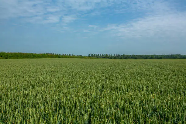 A wheatfield in the summer, Pershore, UK