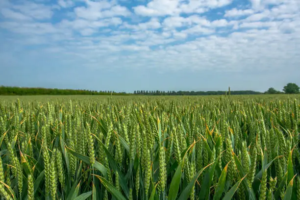 A wheatfield in the summer, Pershore, UK