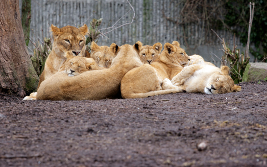 Relaxed Lionfamily in Zoo in Copenhagen, Denmark. 