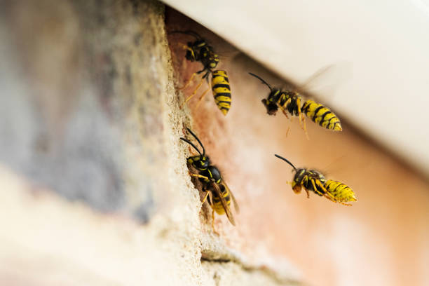 ev çatı altında yuva bina tarafından sorun neden wasps - avrupa eşek arısı stok fotoğraflar ve resimler