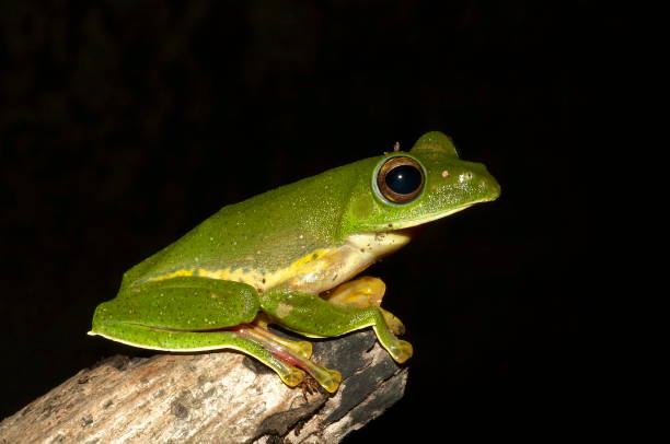 istock MALABAR GLIDING FROG, Rhacophorus malabaricus Locality: Kodagu (Coorg) Karnataka, INDIA. 1164872100