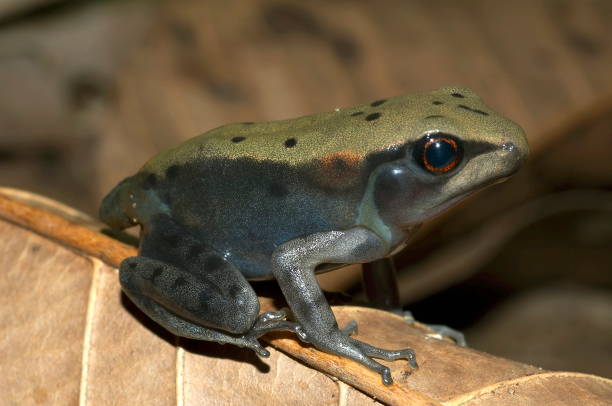 istock Froglet with tail stump. Locality: Kodagu (Coorg) Karnataka, INDIA 1164872107