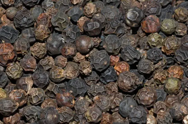 Photo of Pepper - organically grown. Locality: Kodagu (Coorg) Karnataka, INDIA