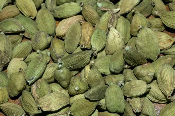 Cardamom pods - organically grown. Locality: Kodagu (Coorg) Karnataka, INDIA.