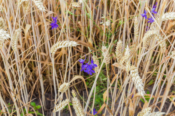 fondo de fragmento del campo de trigo con flores azules - wheat winter wheat cereal plant spiked fotografías e imágenes de stock