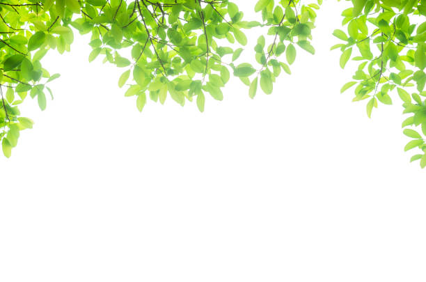istock green leaves isolated white background with clipping path. nature frame for decoration design. 1164872302