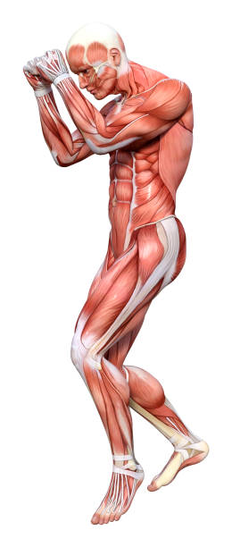 istock 3D illustration male figure with muscle maps on white 1164872436