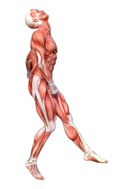 istock 3D illustration male figure with muscle maps on white 1164872448