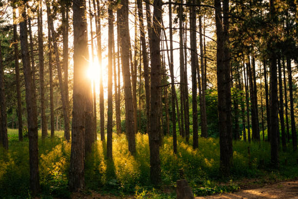 istock Sunset in the woods 1164872562