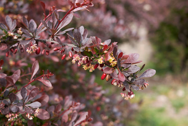 берберис тунберги атропурпуреа - japanese barberry стоковые фото и изображения