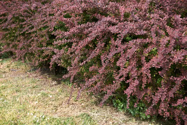 Berberis thunbergii atropurpurea with fruit and flowers