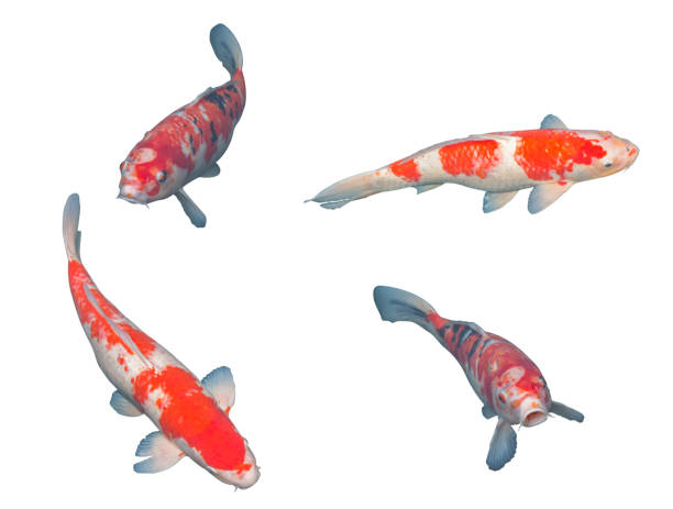 Japanese koi fish isolated on white.