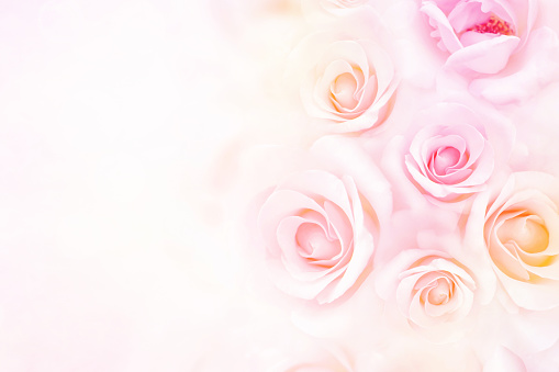 Soft Rose Flower Background With Copy Space For Valentine And Wedding Card  Stock Photo - Download Image Now - iStock