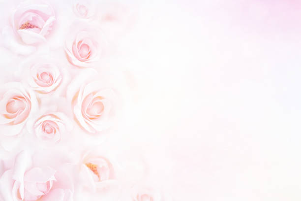 istock soft rose flower background with copy space for valentine and wedding card 1164873336