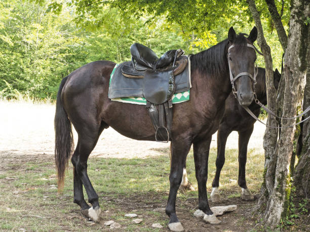 head of a brown lusitano purebred horse in a dressage competition, equestrian sports background concept