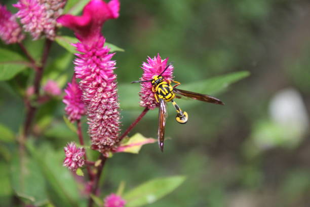 istock Yellow Black Potter Wasp (Phimenes flavopictus) on pink Celosia or cockscomb flower.Also known as mason wasp, Eumeninae, Sometimes it is also called as mud dauber. 1164873671
