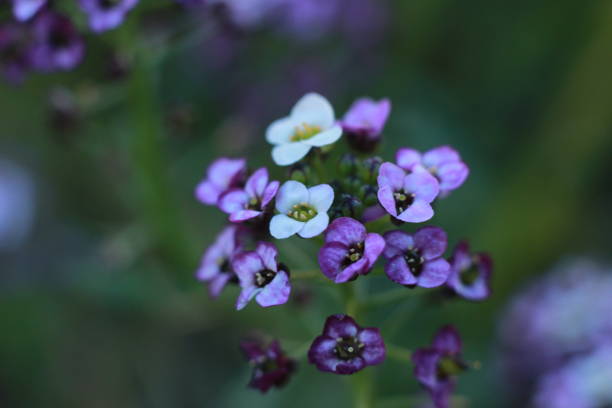 istock close up details and colors on small tiny flowers on a Hydrangea bush 1164873938