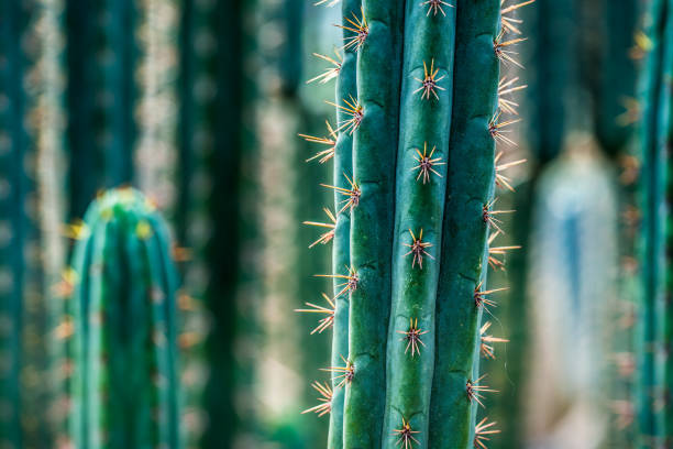 Close up color image depicting small multi colored cactus plants, for sale, in a row. Selective focus is on one of the cacti in particular, while the others are slightly blurred out of focus. Room for copy space.