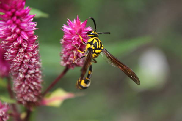 istock Yellow Black Potter Wasp (Phimenes flavopictus) on pink Celosia or cockscomb flower.Also known as mason wasp, Eumeninae, Sometimes it is also called as mud dauber. 1164874747