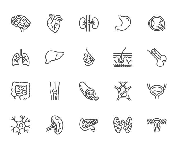 Organs, anatomy flat line icons set. Human bones, stomach, brain, heart, bladder, nervous system vector illustrations. Outline pictograms for medical clinic. Pixel perfect 64x64. Editable Strokes Organs, anatomy flat line icons set. Human bones, stomach, brain, heart, bladder, nervous system vector illustrations. Outline pictograms for medical clinic. Pixel perfect 64x64. Editable Strokes. cardiovascular system stock illustrations