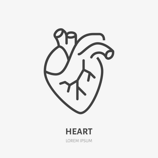 illustrazioni stock, clip art, cartoni animati e icone di tendenza di icona della linea piatta del cuore. pittogramma sottile vettoriale dell'organo interno umano, illustrazione del contorno per la clinica cardiologica - aorta