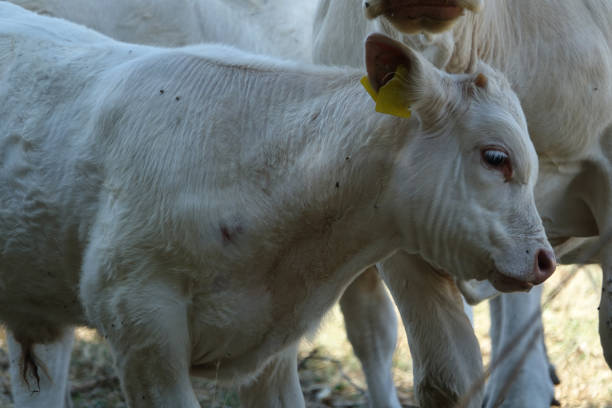 istock Cows in the countryside 1164875107