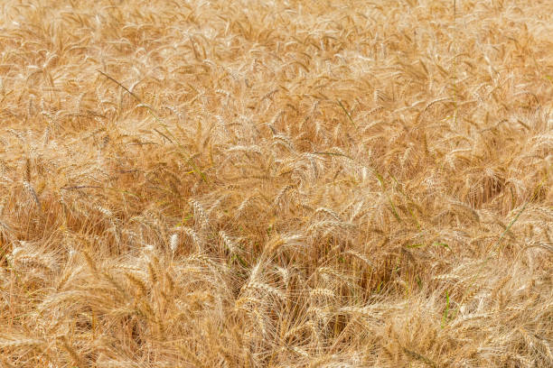 fondo de fragmento del campo de trigo maduro - wheat winter wheat cereal plant spiked fotografías e imágenes de stock