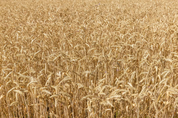 fondo de fragmento del campo de trigo maduro - wheat winter wheat cereal plant spiked fotografías e imágenes de stock