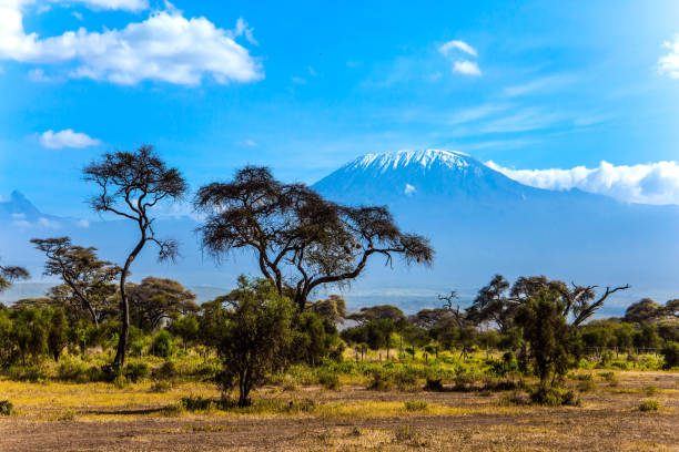istock The snow peak of Kilimanjaro 1164875849