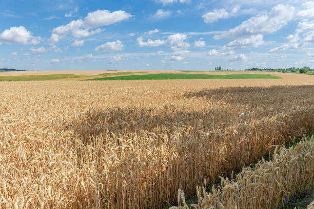 campo de trigo contra el cielo con nubes - wheat winter wheat cereal plant spiked fotografías e imágenes de stock