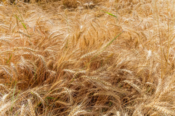 fondo de fragmento del campo de trigo maduro, vista superior - wheat winter wheat cereal plant spiked fotografías e imágenes de stock