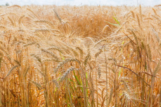 tło fragmentu dojrzałego pola pszenicy - wheat winter wheat cereal plant spiked zdjęcia i obrazy z banku zdjęć