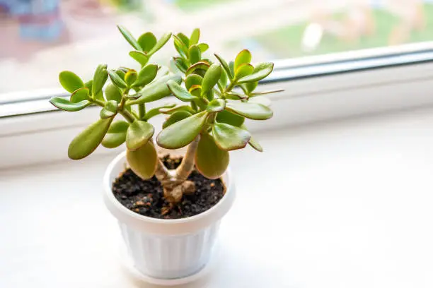 Succulent houseplant Crassula on the windowsill against the background of window. Selective focus