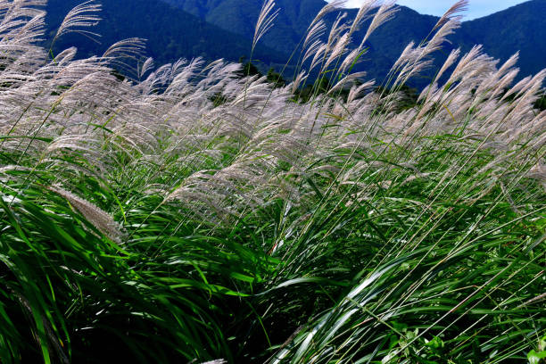 istock Japanese Pampas Grass Meadow in Sengokuhara, Hakone, Japan 1164876216