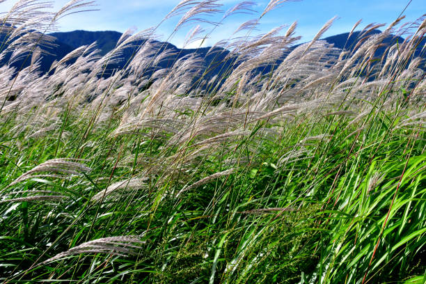 Japanese Pampas Grass Meadow, spreading at the slope of Mt. Daigatake in Sengokuhara, Hakone, Kanagawa Prefecture, Japan.  The photo was taken in mid-September, several weeks before the grasses turn into golden color, presenting fantastic and marvelous view.