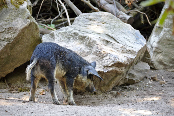 istock Hungarian mangalica piglet scratching on stone 1164879909