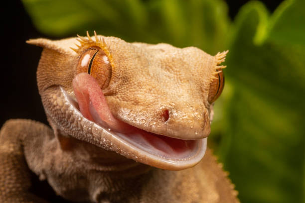 istock New Caledonian Giant Gecko 1164881028
