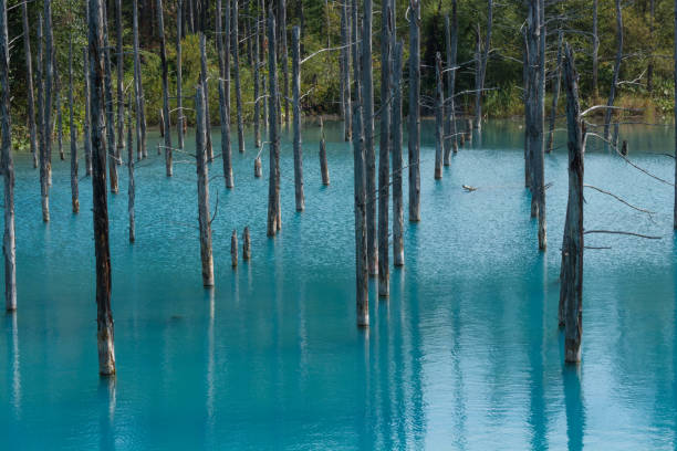 istock Summer blue pond in Biei 1164881136