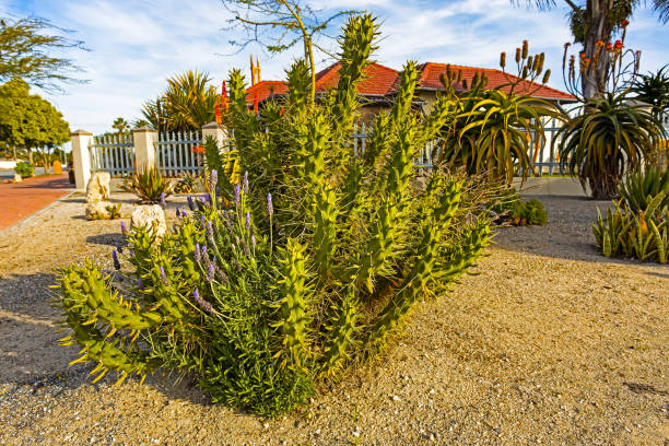 istock Green spiny cactus plant with purple lavender 1164882366