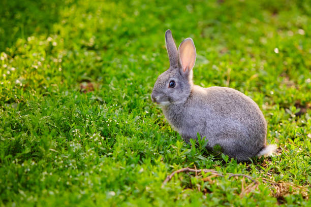 istock Cute grey Bunny sitting in the grass 1164882393